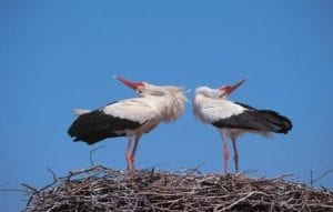 Storke-findes-i-titusindevis-i-Polen