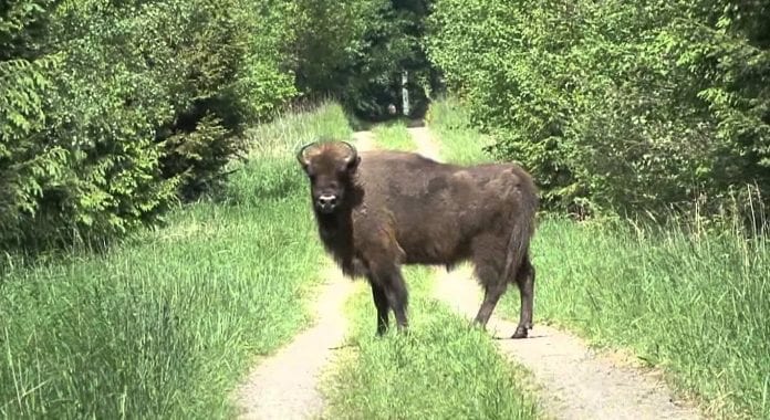bison_bornholm