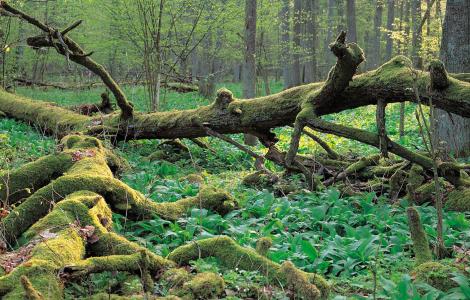Bialowieza-skovene-er-UNESCO-beskyttet-natur
