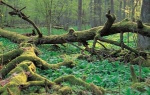 Bialowieza-skovene-er-UNESCO-beskyttet-natur_0