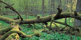 Bialowieza-skovene-er-UNESCO-beskyttet-natur_0