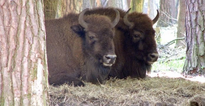 Naturstyrelsen_vil_sætte_polske_bison_ud_på_Bornholm
