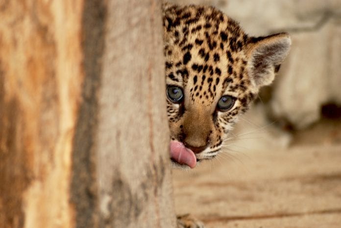Nyfødt_jaguar_i_Krakow_zoo_polen_polennu